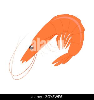 Realistic fresh shrimp on white background - Vector illustration Stock Photo