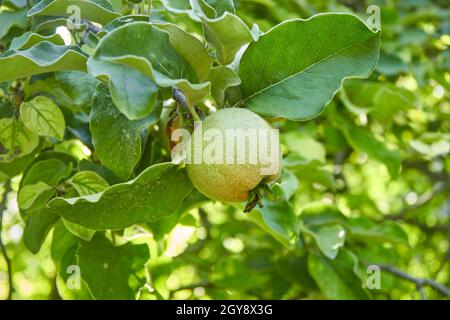 A ripening green quince on a tree branch. The unripe crop is growing. A shaggy apple on a green tree. Selective focus. The theme of gardening, fruits Stock Photo