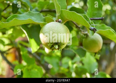 A ripening green quince on a tree branch. A shaggy apple on a green tree. Selective focus. The unripe crop is growing. The theme of gardening, fruits Stock Photo