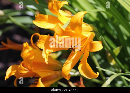 Orange copper daylily, Hemerocallis dumortieri unknown variety, flower close up with a blurred background of leaves and faded flowers. Stock Photo