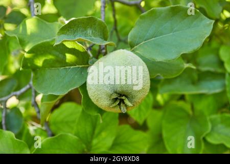 A ripening green quince on a tree branch close up. The unripe crop is growing. A shaggy apple on a green tree. Selective focus for a fruit. Stock Photo