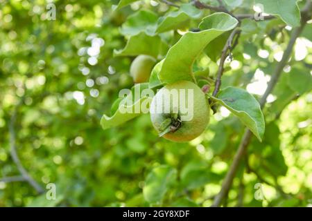 A small ripening green quince on a tree branch. The unripe crop is growing. A shaggy apple on a green tree. Selective focus. The theme of gardening. Stock Photo