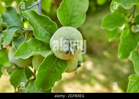 A small ripening green quince on a tree branch. The unripe crop is growing. A shaggy apple on a green tree close up. Selective focus. Stock Photo