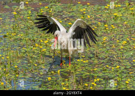 a white stork (Ciconia ciconia) catches and eats snake in the nature reserve kuehkopf, hesse, germany