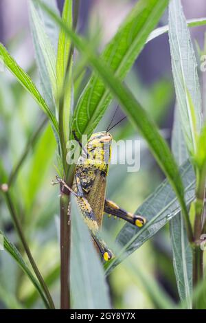 Grasshopper Locust on green leaf the body is yellow and black. Stock Photo