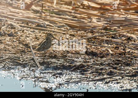 Common Snipe natural environment (Gallinago gallinago) Stock Photo