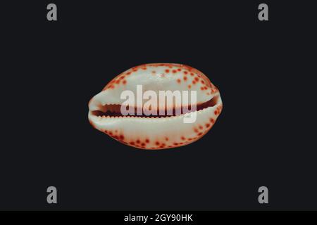 Cypraea tigris, tiger cowrie, isolated on black background Stock Photo