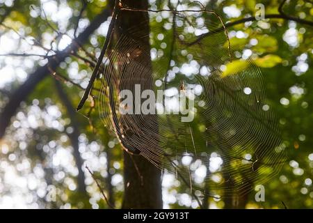 Creepy spider on a spider web in a forest framed by tree branches Stock Photo