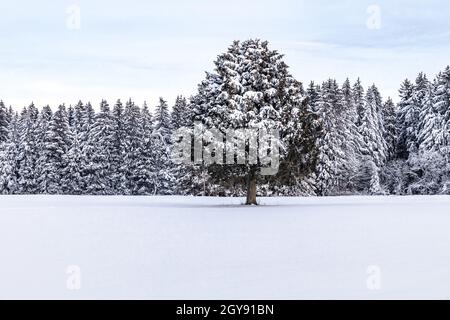 Beautiful landscape with snow and a Tree in foreground in Hesse Germany Stock Photo