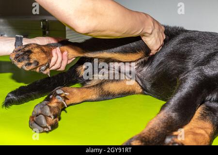 detail of the treatment on the rear legs of a dog in physical therapy Stock Photo