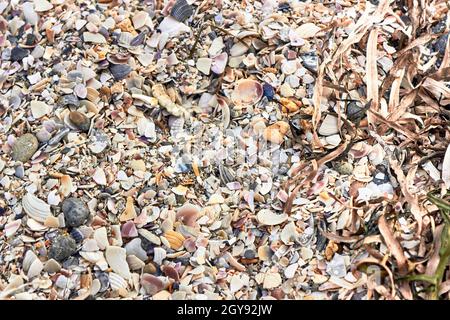 Beach Sea Shells. Sea beach sand shells texture, close up. Sand from a variety of shells, dry algae, pebbles on the seashore. Top view. Stock Photo