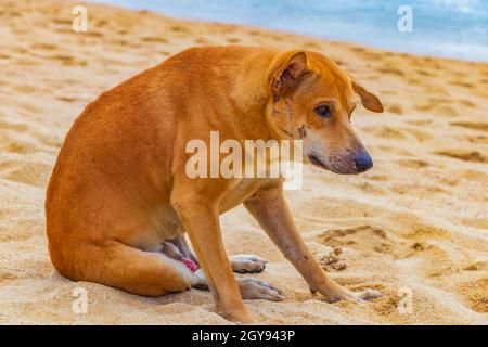 Sad and hungry stray street dog on the beach on Koh Samui in Thailand. Stock Photo