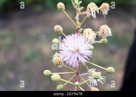 Macro: Flowers of sensitive plant, the Nuttall's sensitive-brier, sleepy plant or the touch-me-not tree (Mimosa) on blur background. Stock Photo