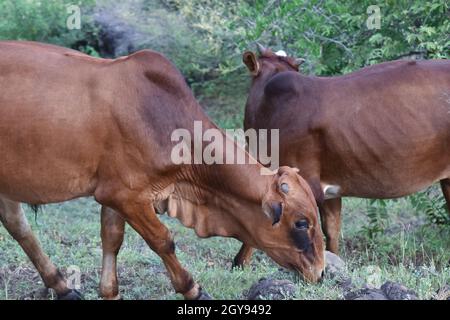 Cattle, Gir cow, Holi cow, The Gir or Gyr is one of the principal Zebu breeds originating in India Stock Photo