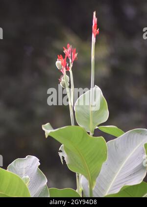 Red flower with big green leaves, Indian shot or African arrowroot, Sierra Leone arrowroot,canna, cannaceae, canna lily, Flowers at the park, nature b Stock Photo