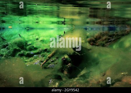 Rocks underwater on riverbed covered with green algae, water quality Stock Photo