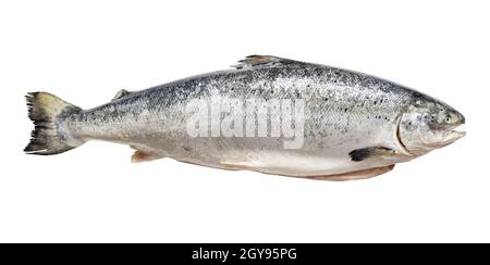 gutted raw salmon from Faroe islands isolated on white background Stock Photo