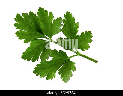 Sprig of parsley with leaves, fresh herbs isolated on white background Stock Photo