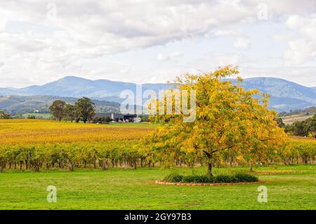 Autumn in the Tokar Estate vineyard in the heart of the Yarra Valley - Coldstream, Victoria, Australia Stock Photo