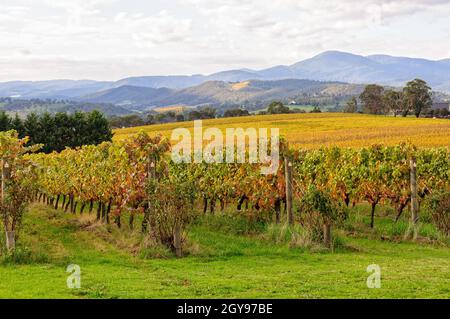 Autumn in the Tokar Estate vineyard in the heart of the Yarra Valley - Coldstream, Victoria, Australia Stock Photo