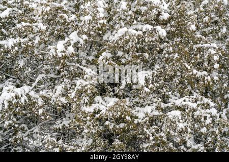 Fresh snow on the branches of thuja. Frozen needles of an evergreen coniferous tree thuja. Background image Stock Photo