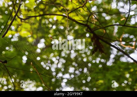 Small Spider on a spider web in a forest Stock Photo