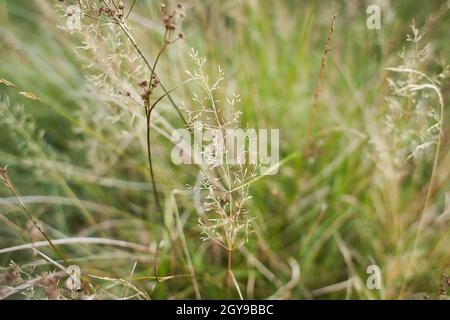 The meadow grass tall fescue (Festuca partensis) in spring. The beautiful wallpaper of Red fescue (Festuca rubra) Stock Photo