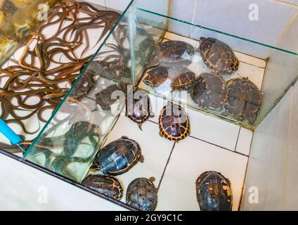 Many toads frogs eels and turtles gathered in Bangrak market on Koh Samui Surat Thani Thailand. Stock Photo