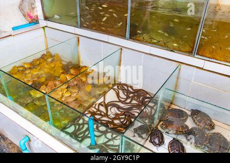 Many toads frogs eels and turtles gathered in Bangrak market on Koh Samui Surat Thani Thailand. Stock Photo