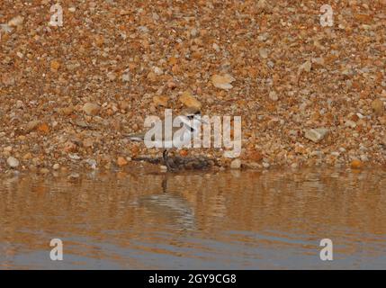 Kentish Plover (Charadrius alexandrinus) adult on shingle bank Bundala NP, Sri Lanka             December Stock Photo