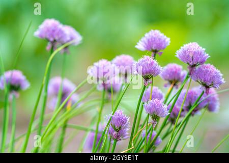 flowering chives in a green farm garden. Stock Photo