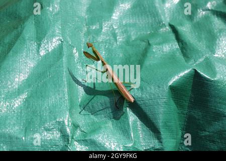 A Large Praying Mantis Looking Directly at the Viewer Stock Photo