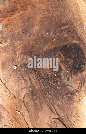 Detail on a Rough Cut Piece of Black Walnut Wood Stock Photo