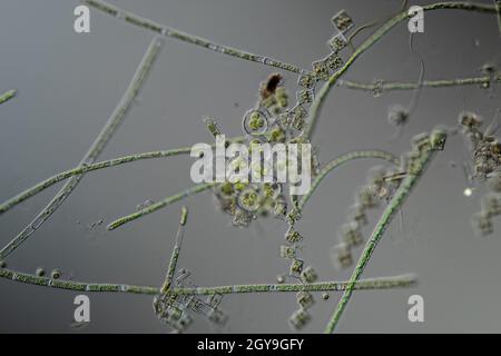 Green algae under the microscope 100x Stock Photo