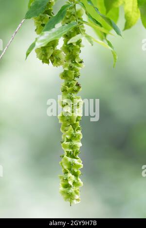 pterocarya fraxinifolia,  fruits of Caucasian wingnut or caucasian walnut Stock Photo