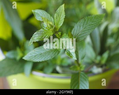peppermint (scientific name Mentha x piperita) plant Stock Photo