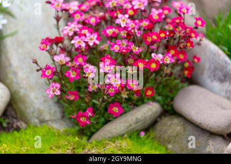 Red spring flowers of saxifraga × arendsii blooming in rock garden, close up Stock Photo