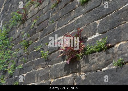 Full frame selective focus image of red and green plants growing from the cracks in a grey wall. Focus on red plant, plants may be seen as weeds. Stock Photo
