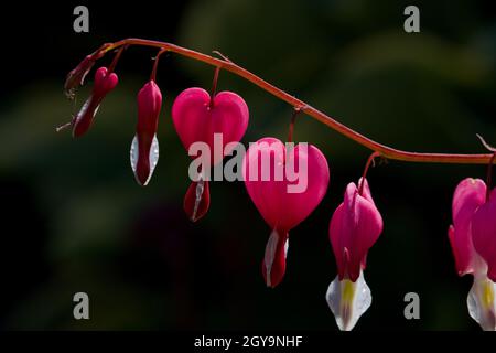 Lamprocapnos spectabilis, bleeding heart, fallopian buds or Asian bleeding-heart, is a species of flowering plant in the poppy family Papaveraceae Stock Photo