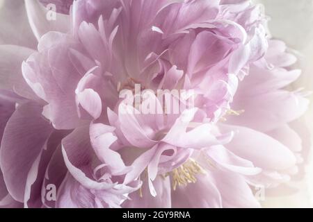 The beautiful pink large peony blossoming in a garden, is photographed by a close up. Stock Photo
