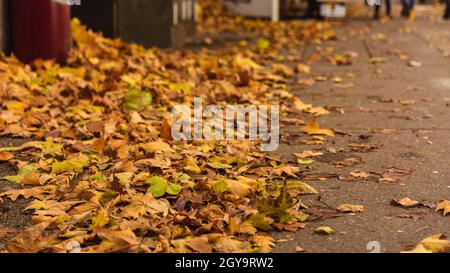 Colorful autumn leaves laying on ground in the city Stock Photo