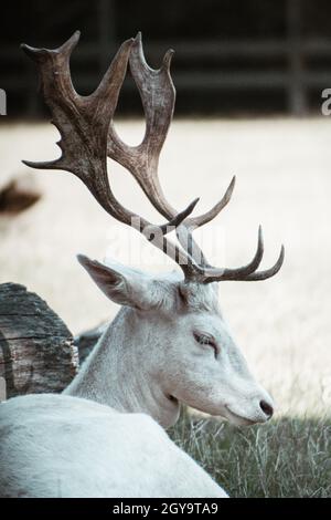 Selective of a rear albino white-tailed deer resting on the grass Stock Photo