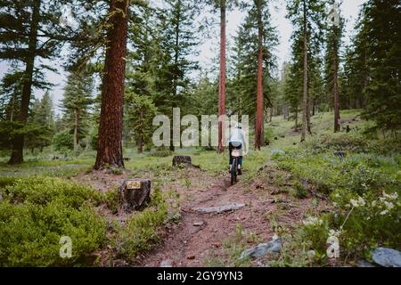 A cyclist bikes along trail through tall pine trees and wildflowers Stock Photo