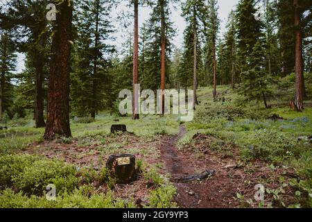 A bike path runs through wildflowers and pine tree forest Stock Photo