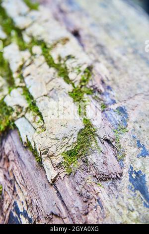 Moss or lichens on an old and decaying piece of wood or a log Stock Photo