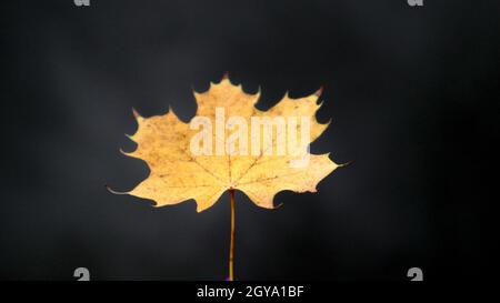 One autumn yellow maple leaf on a dark background. The concept of autumn and season change. Fallen leaves of trees. Stock Photo