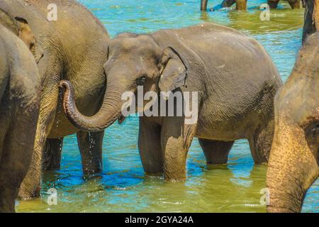 Wild elephant image (Sri Lanka Pinnawara). Shooting Location: Sri Lanka Stock Photo