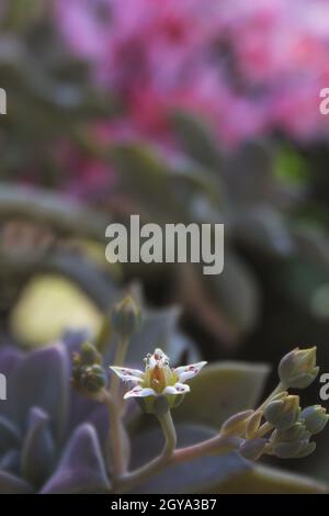 Hen and Chicks Houseplant Close up Echeveria elegans Stock Photo