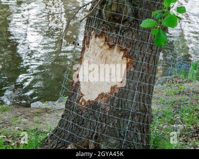 Close-up of a fresh beaver bite with subsequently installed protective grating on the trunk of an alder (lat: Alnus) near a pond in Brandenburg German Stock Photo
