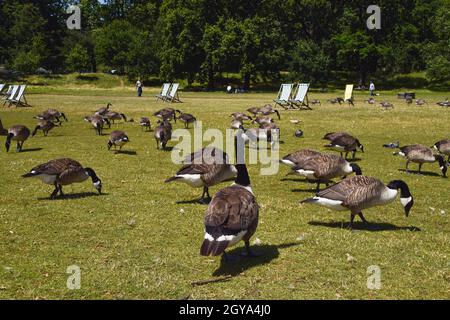 Large flock of Canada geese in Hyde Park, London, UK Stock Photo